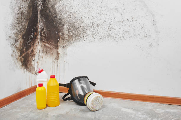Best Residential Mold Removal  in Livingston, TX