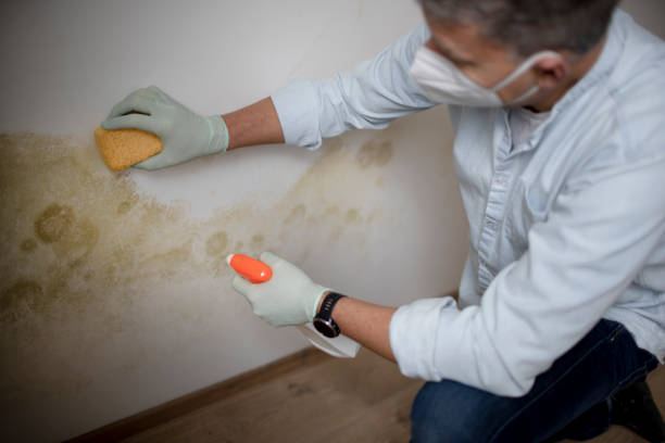 Best Mold Removal Near Me  in Livingston, TX