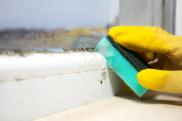 Best Office Mold Removal Services  in Livingston, TX